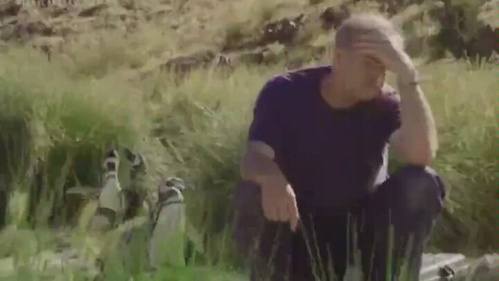 Interviewee: Why did I study Magellanic penguins? What were my initial thoughts?