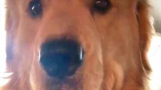 Comfort Dog: If only I'd listened to my second aunt and chosen the guide dog major!