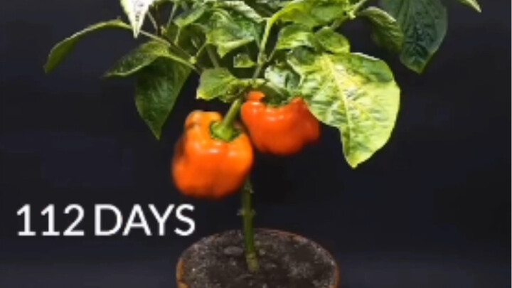 Record the whole process of plants from seeds to flowering and fruiting, so healing