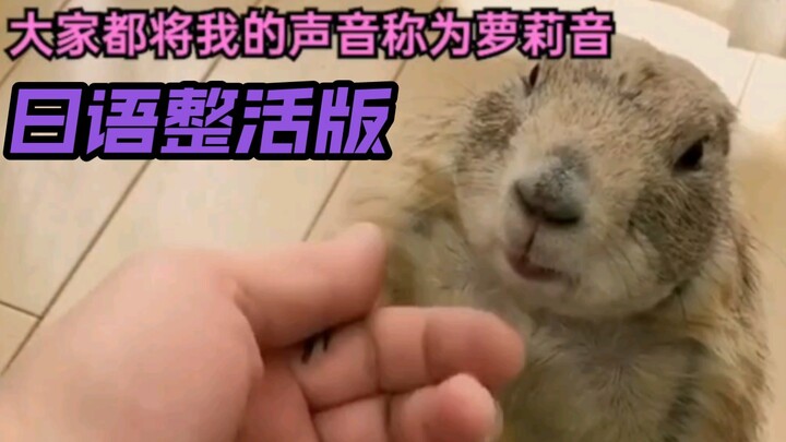 "Brother, do you like my loli voice?" Japanese version