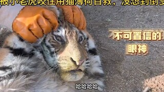 عُضَّ من قبل النمر الصغير فاستخدم نعناع القطط للنجاة، لكنه بالخطأ وضع كمية زائدة، فها هو النمر الصغي