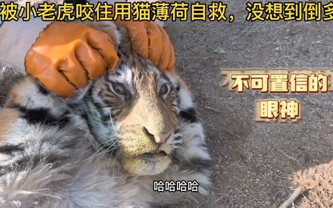 被小老虎咬住用猫薄荷自救，不小心放多了，上头的小老虎爆笑来袭！