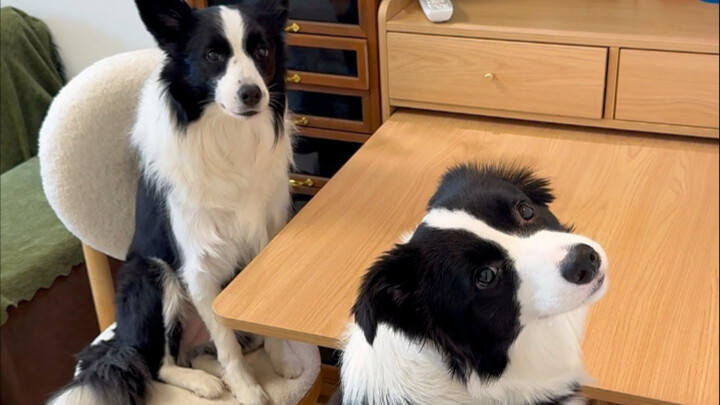 สองหมาเงียบเชียบ ต้องกำลังแกล้งแน่…