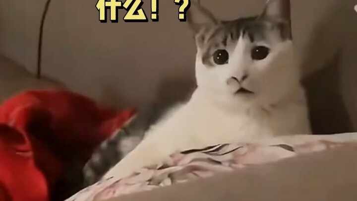 Con mèo mười cân, vác cái nồi trăm cân