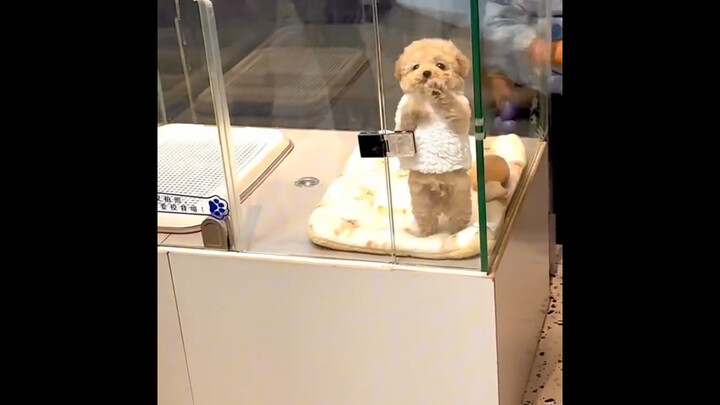 "Cute Moments of the Doggie"