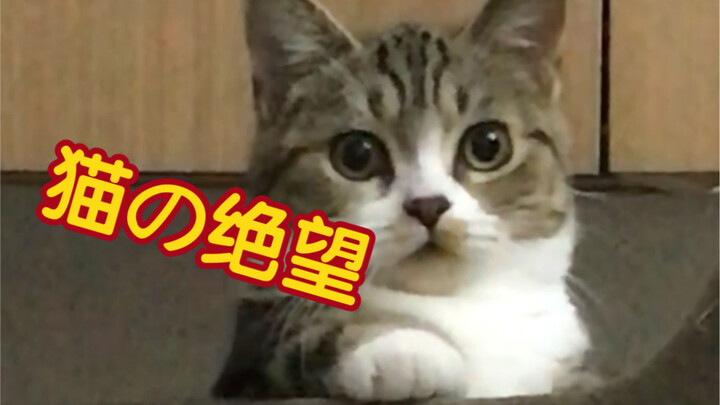 ขู่เจ้าของเหรอ? จงรู้สึกหมดหวังซะนะเจ้าแมวน้อย!