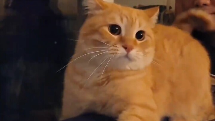 القطة طيبة أم شريرة؟