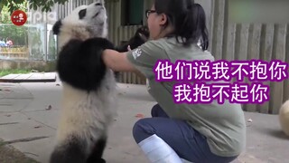 熊猫届的京圈高富帅，萌兰高光“越狱”名场面，原本是早有计划