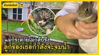เมื่อแม่กระต่ายหนีเที่ยว สาวใจดีจึงต้องยื่นมือช่วยลูกกระต่ายในรังที่กำลังจะจมน้ำ | Dog's Clip