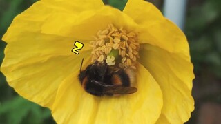 Bumblebees actually sleep inside flowers when they are tired.