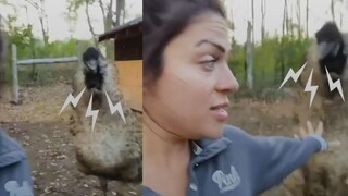The irritable emu finally accepts its human caretaker!