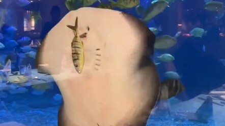 Ikan pari ini lucu banget, hampir aja makan koleganya!