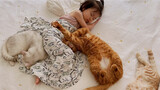 [Hewan]Tidur Ditemani Tujuh Ekor Kucing