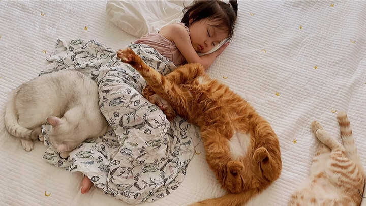 A summer nap with 7 cats