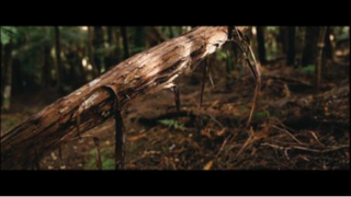 Forest B - Roll _ Cinematic Forest