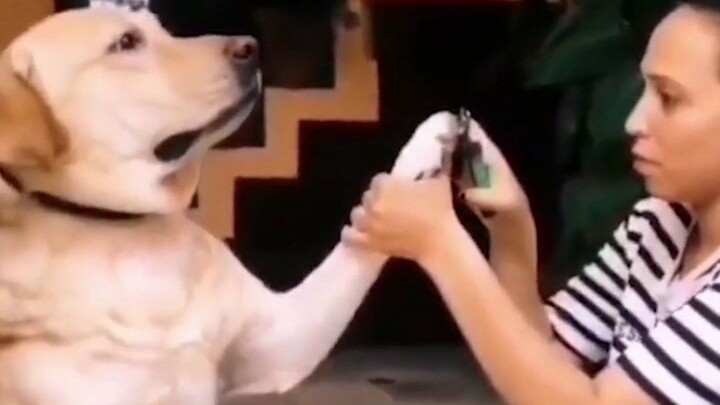 You can’t understand a dog’s pain.