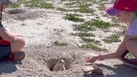 Groundhog: You underestimate me way too much.