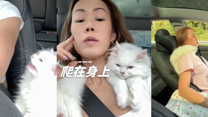 น้องแมวขาวตัวน้อยที่ชอบนอนพักผ่อนบนตัวเจ้าของแล้วมองวิวข้างนอก🤍