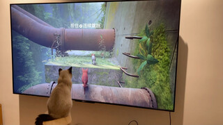 When you're playing the cat simulator in Stray, does the cat feel involved?