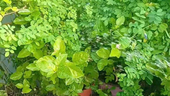 Good morning 🌞🌄पौधो की देख भाल