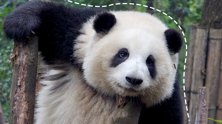 Cute Panda Hehua Having A Rest On The Branches