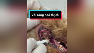 Vôi răng hoá thạch , hiểm hoạ răng miệng thú cưng thucung xuhuong newtron4s poodle