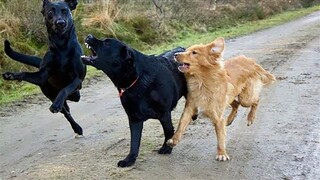 Funny Animal Videos 2022 😂 - Funniest Cats And Dogs Video 😺😍