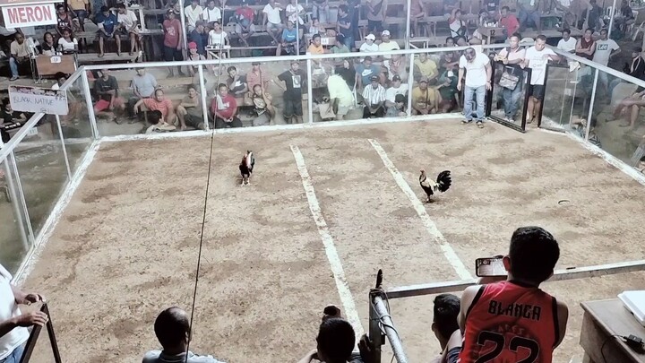 2nd fight LOSE super 2wins, mahiwaga talaga ang sabong. (05-25-2025)