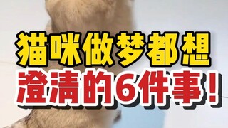 Enam hal yang ingin dijelaskan kucing dalam mimpinya, membuatku menangis!