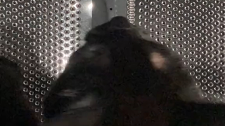 猫猫进入太空舱的珍贵画面