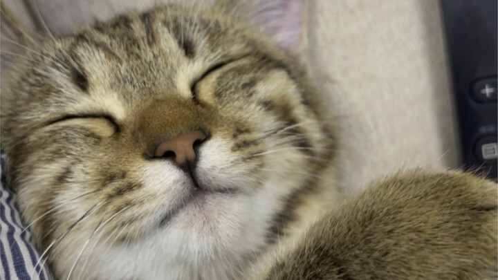 Nih, lihat aja cara gue langsung tertidur dalam sekejap!