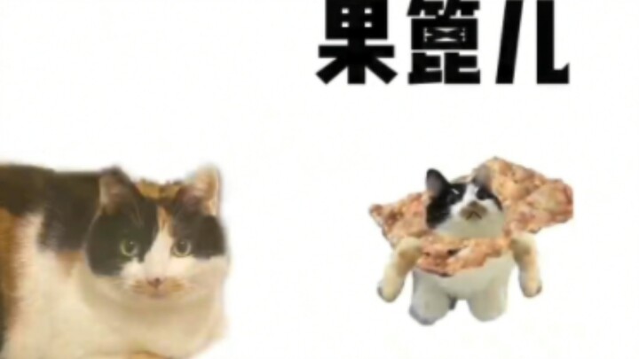 可颂猫猫，但是果篦儿