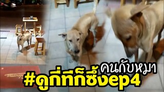 หมาจรมาขอข้าวร้านกิน เกือบไม่ทันปิดร้าน น่าเอ็นดูมาก #ดูกี่ทีก็ซึ้ง ep4