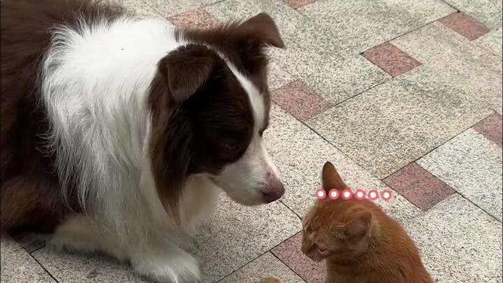 โกวจื่อ: ลุคแบบนี้ของนาย…เจอเข้าก็ทำได้แค่แกล้งมองไม่เห็นแหละ…