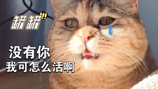 "Menit kedua setelah makanan kucing masuk perut, aku memikirkannya"