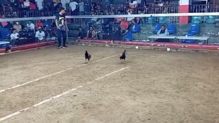 TRIPLE A WIN TAAL OCTOBER 26 2025 SBR