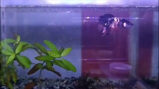 ikan betta mana2..🥰🥰