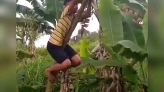 truyện: Douma và cây đu đủ