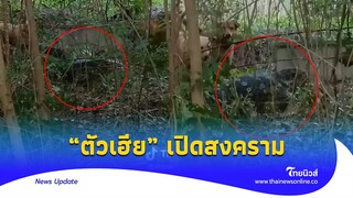 “ตัวเฮีย” โตเต็มวัย เปิดสงคราม ทั้งบนบก บนน้ำ น้องหมาจะไหวไหม?|Thainews - ไทยนิวส์|update 14-JJ