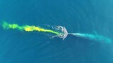 Animal | How Blue Whale Defecate