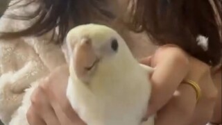 Outrageous Bird on TikTok #180