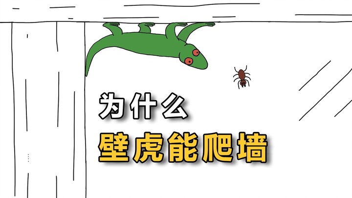 为什么壁虎能在墙上自由行走？