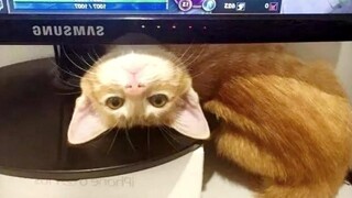 ลืมโรคระบาดไปกับสัตว์แสนสนุก!