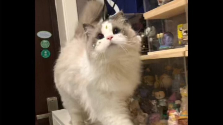Sorry, Cat-san. Teacher Li did their best.