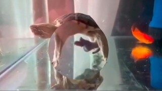 Phản ứng thực sự của cô gái khi biết Jiebao lần đầu biết quay