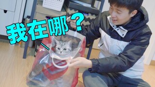 Can a plastic bag really catch a cat so easily? Cat: How did I even get in here? I was tricked in by