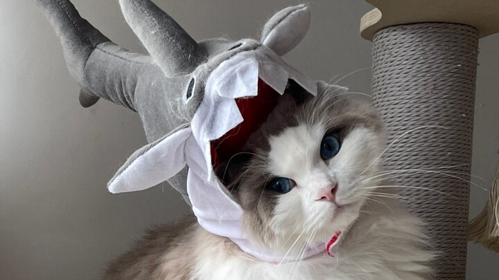 Tưởng đâu mình lại bỏ 1800 đồng ra mua một sợi lông mèo!