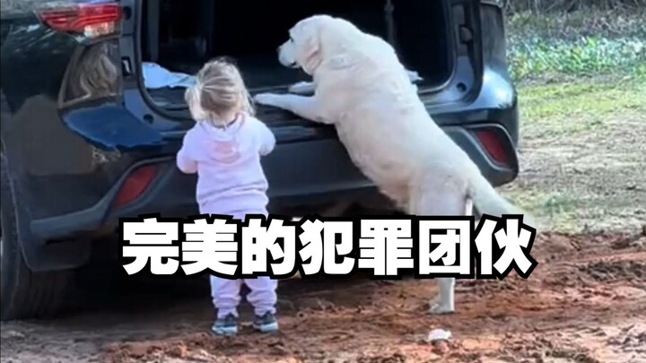 全世界最完美的“犯罪团伙”出现了！