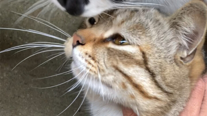 I thought I was just helping a little kitten, but ended up knocking over the cat’s nest—sooner or la