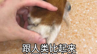 Major Discovery! The Nobel Prize in Canine Studies is Undoubtedly Mine